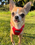 Tiny Trails Step In Air Mesh Puppy and Small Dog Harness Red