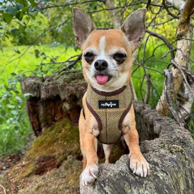 Luxury Tweed Harness by My Pup and Me
