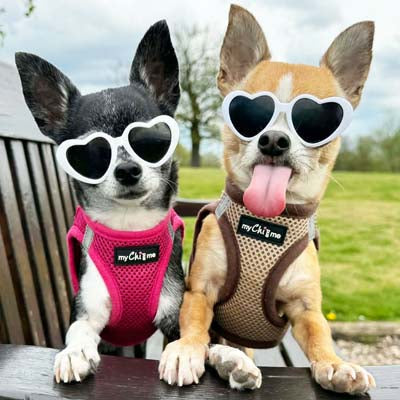 Tiny Trails Step In Air Mesh Puppy and Small Dog Harness Hot Pink