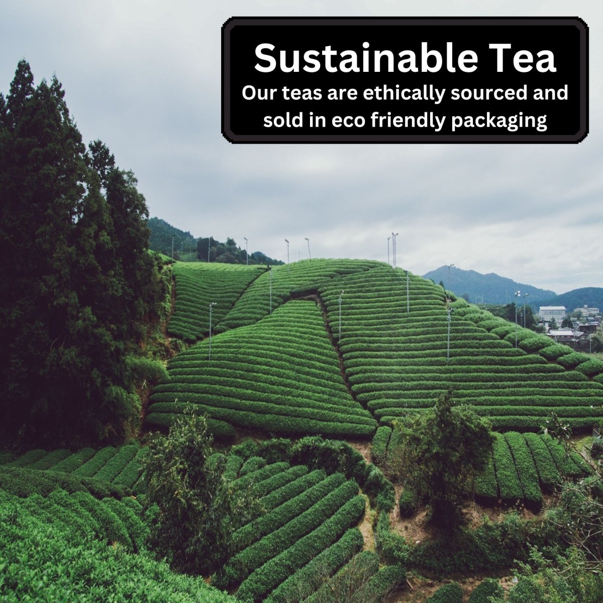 Exotic Loose Leaf Tea Bundle