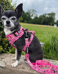 Signature Pink Chihuahua Print Exclusive Lead by My Chi and Me