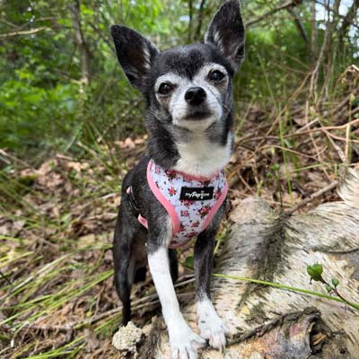 Luxury White Vintage Floral Harness by My Pup and Me