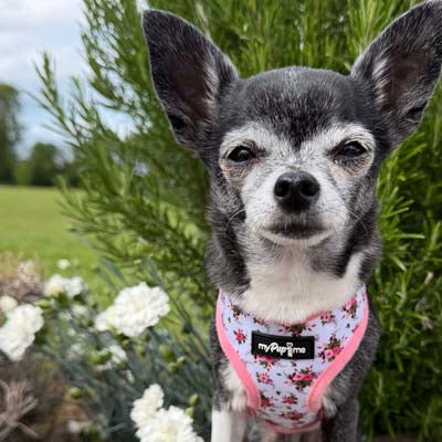 Luxury White Vintage Floral Harness by My Pup and Me