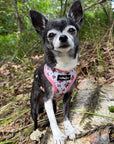 Luxury White Vintage Floral Harness by My Pup and Me
