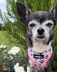 Luxury White Vintage Floral Harness by My Pup and Me