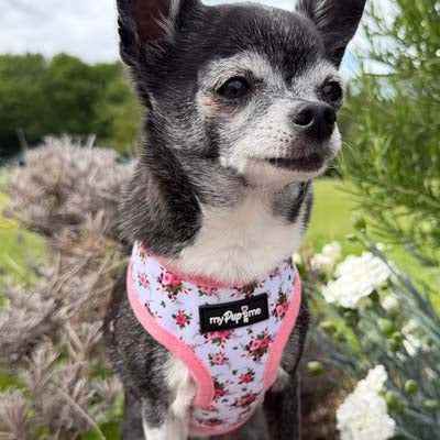 Luxury White Vintage Floral Harness by My Pup and Me