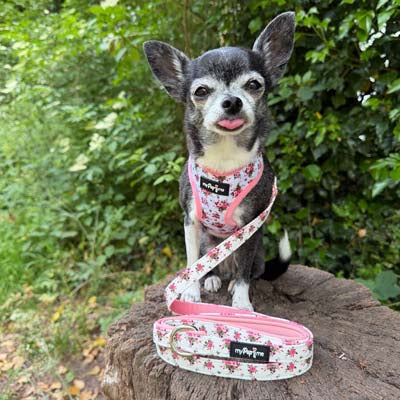 Luxury White Vintage Floral Harness by My Pup and Me
