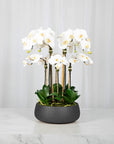 Faux White Orchid Arrangement in Matte Black Planter