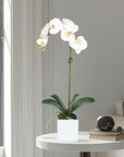 Faux Orchid Plant in Square Vase - 20"