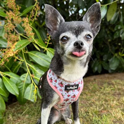 Luxury White Vintage Floral Harness by My Pup and Me