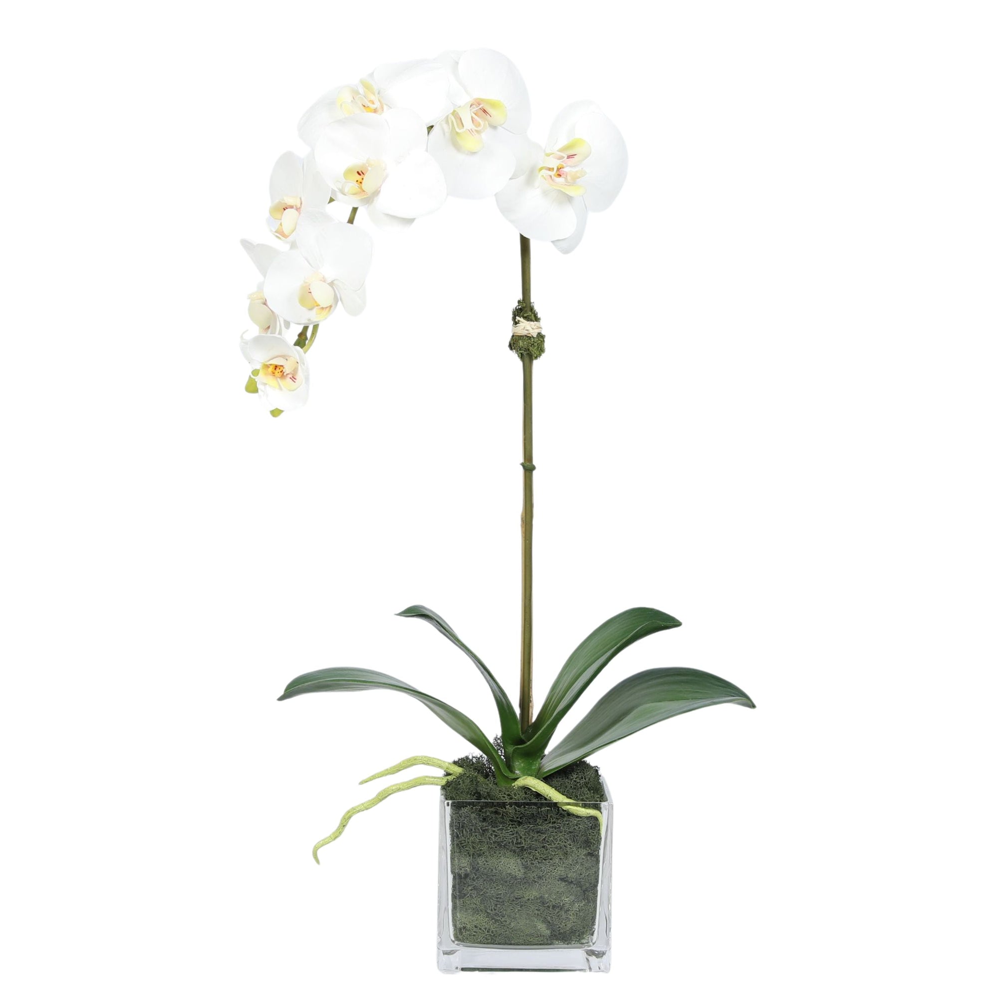 Faux Orchid Plant in Square Vase - 20"