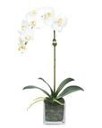Faux Orchid Plant in Square Vase - 20"