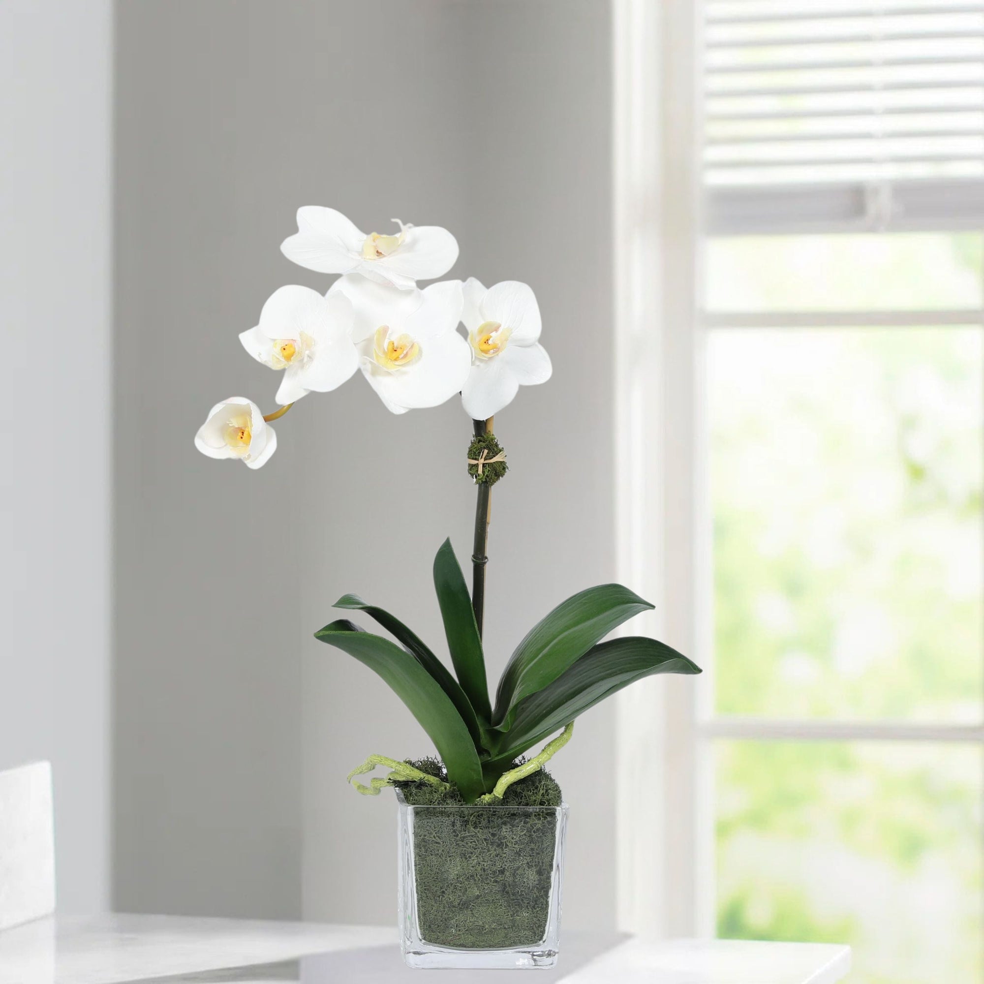 Mini Orchid Arrangement in Square Glass Vase