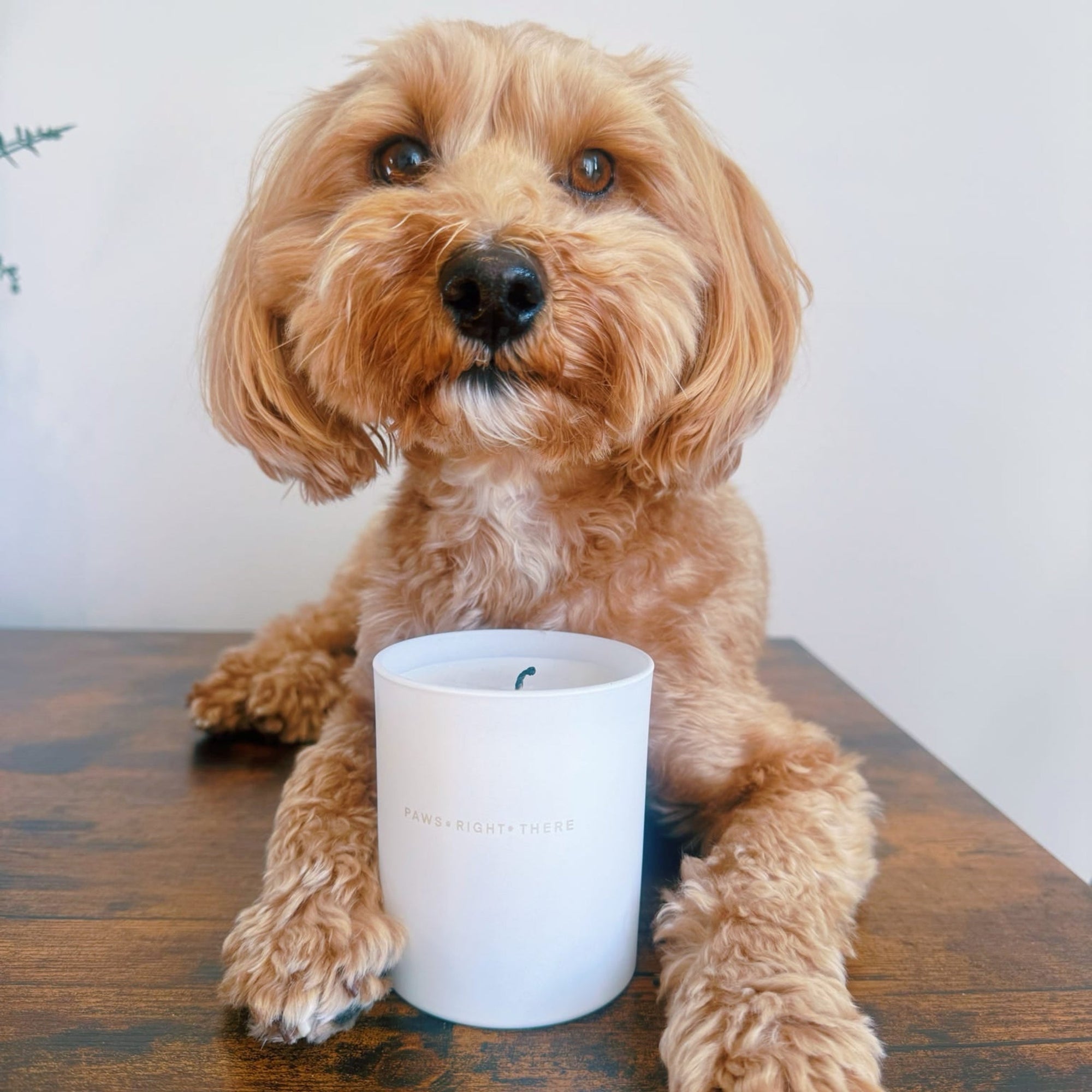 Calm &amp; Comfort - Clean Burn Essential Oil Candle