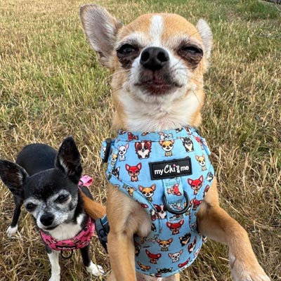 Blue Chihuahua Print Exclusive Small Dog Harness by My Chi and Me SALE