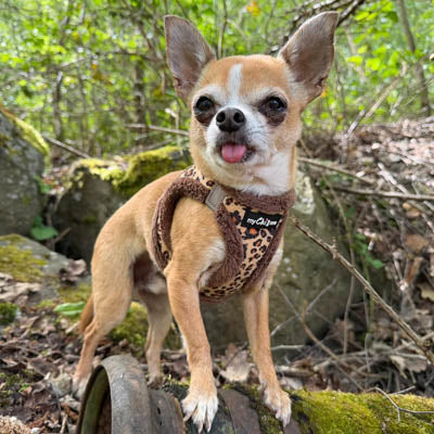 Tiny Trails Step In Luxury Leopard Fur Lined Puppy and Small Dog Harness