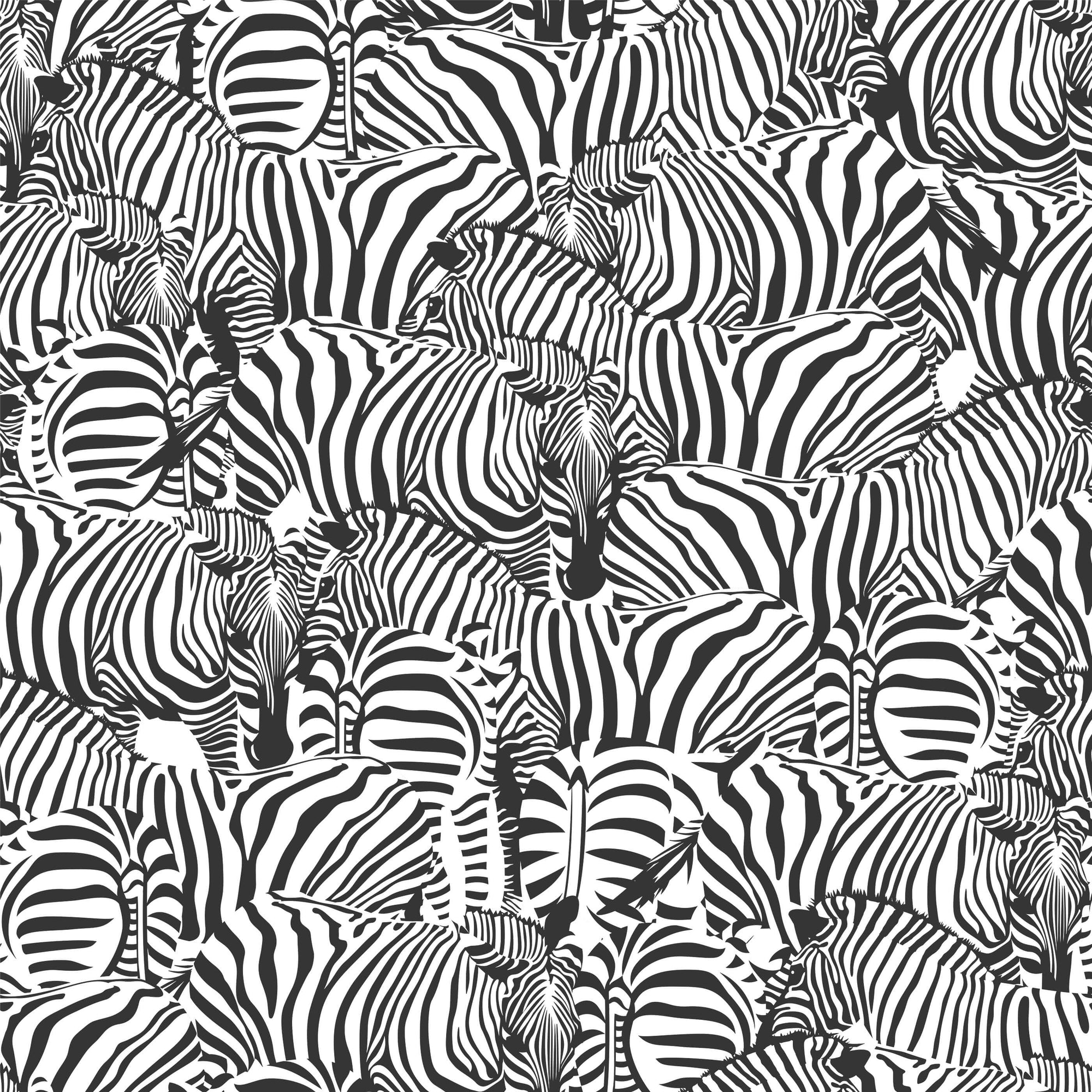 Monochrome Zebra Wallpaper