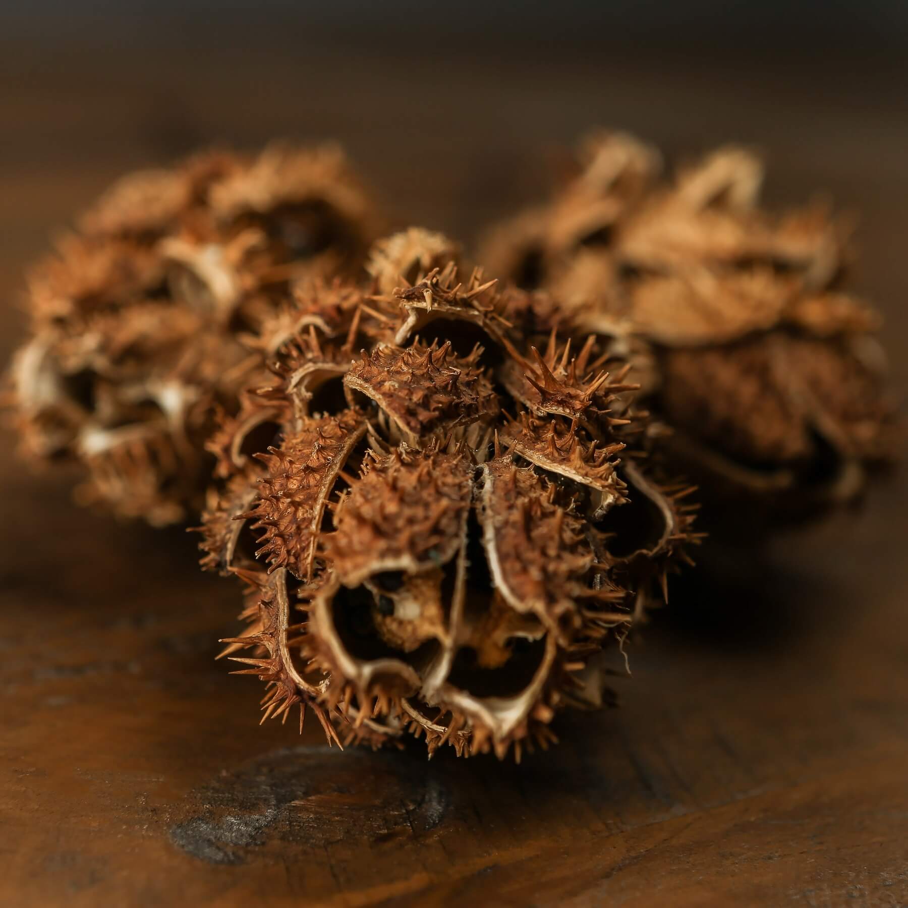 Elegant Dried Protea Bouquet | Long-Lasting Beauty