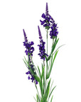 Pack of 6 x Artificial Flowers Purple Larkspur Artifical Stem 80cm-3