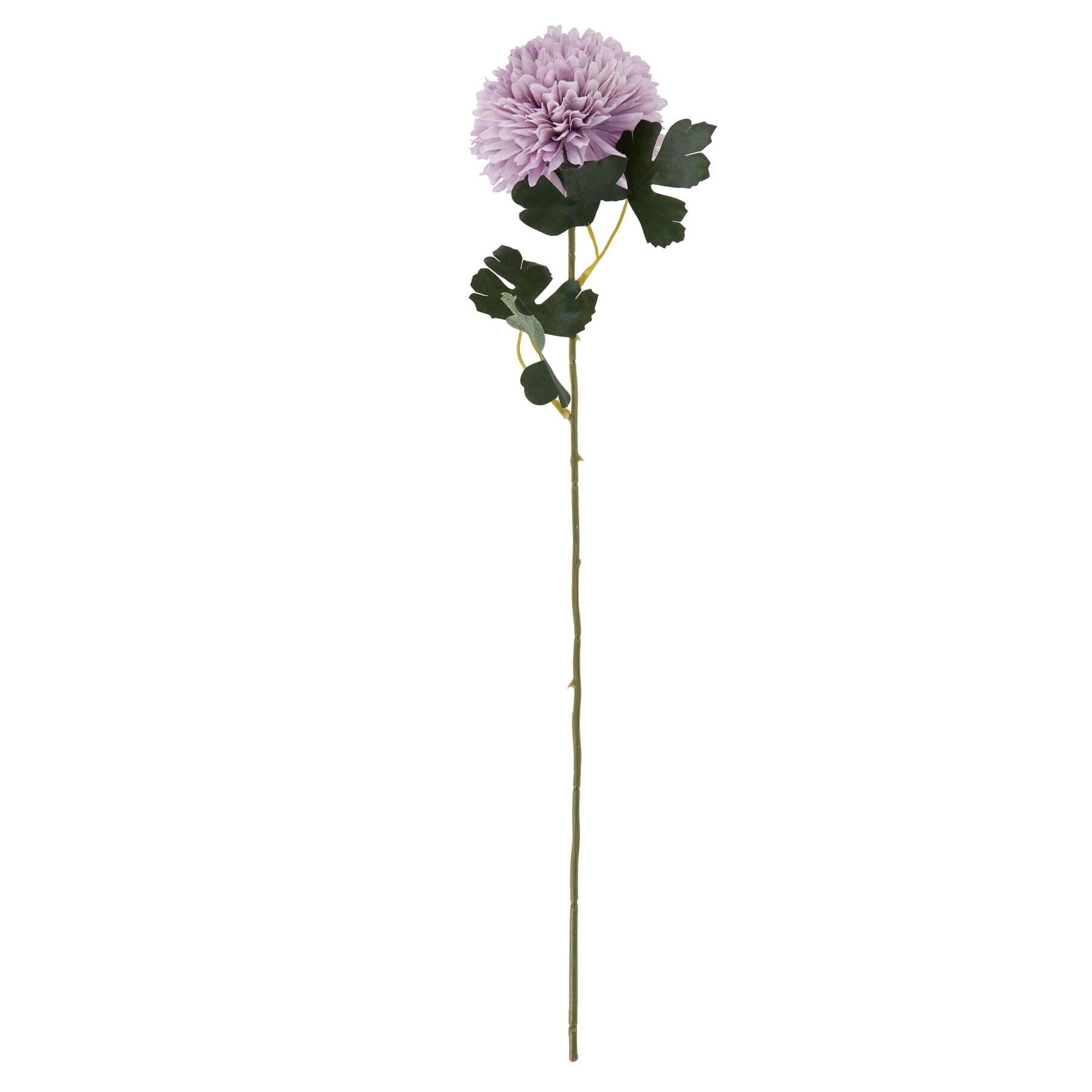 Purple Chrysanthemum Stem Forever in Bloom