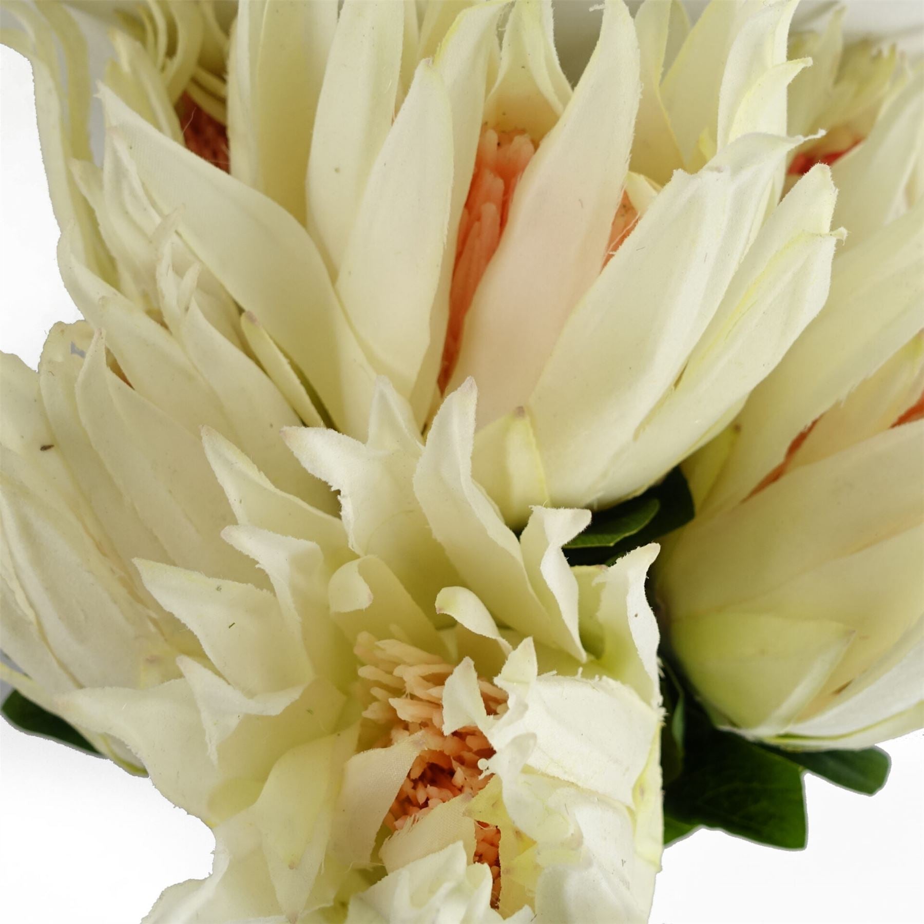 Pack of 6 x 65cm Protea Sugarbush Flower Stem - White-2