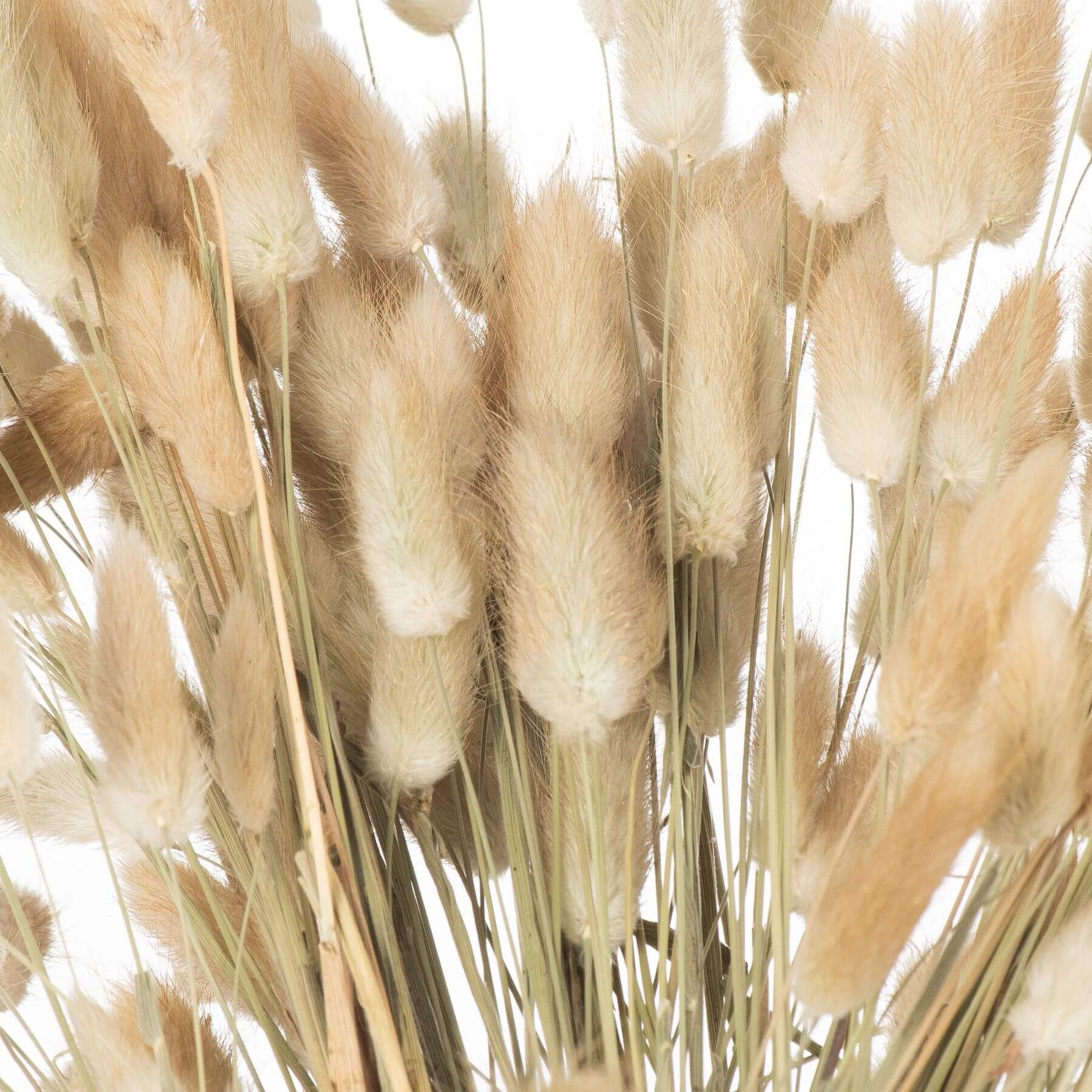 Fluffy Natural Bunny Tail Flowers 40 Dried Ivory Stems