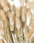 Fluffy Natural Bunny Tail Flowers Ivory Stems