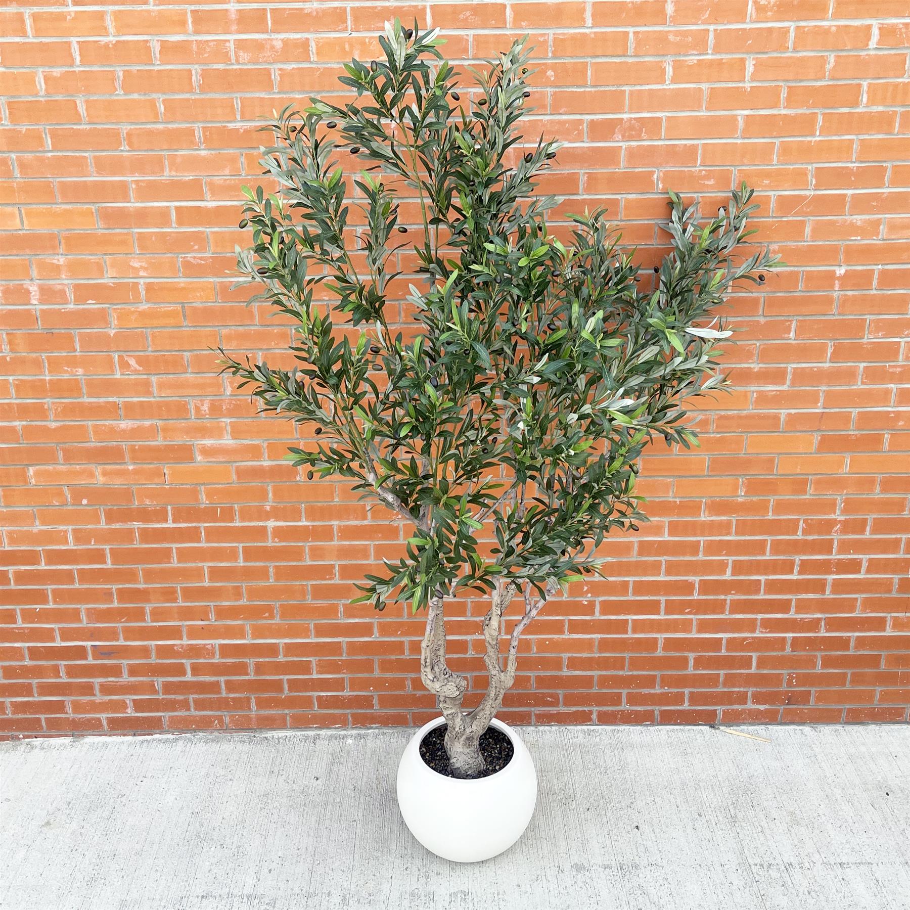 250cm XXL Olive Tree-4