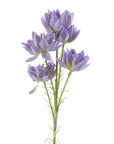 Pack of 6 x Artificial Flowers Purple Starflower Stem - 5 Flowers 60cm-3
