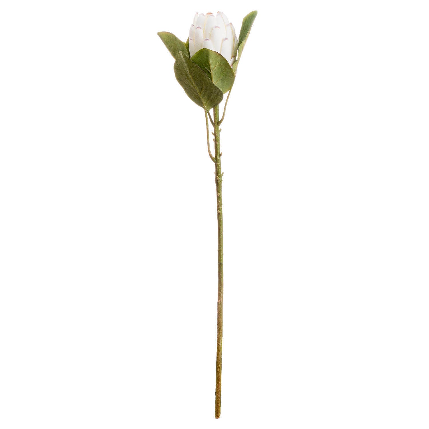 Elegant White Protea Bouquet | Fresh &amp; Timeless
