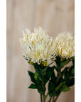 Luxury Cream Protea Lorea Stem | Elegant Floral Decor