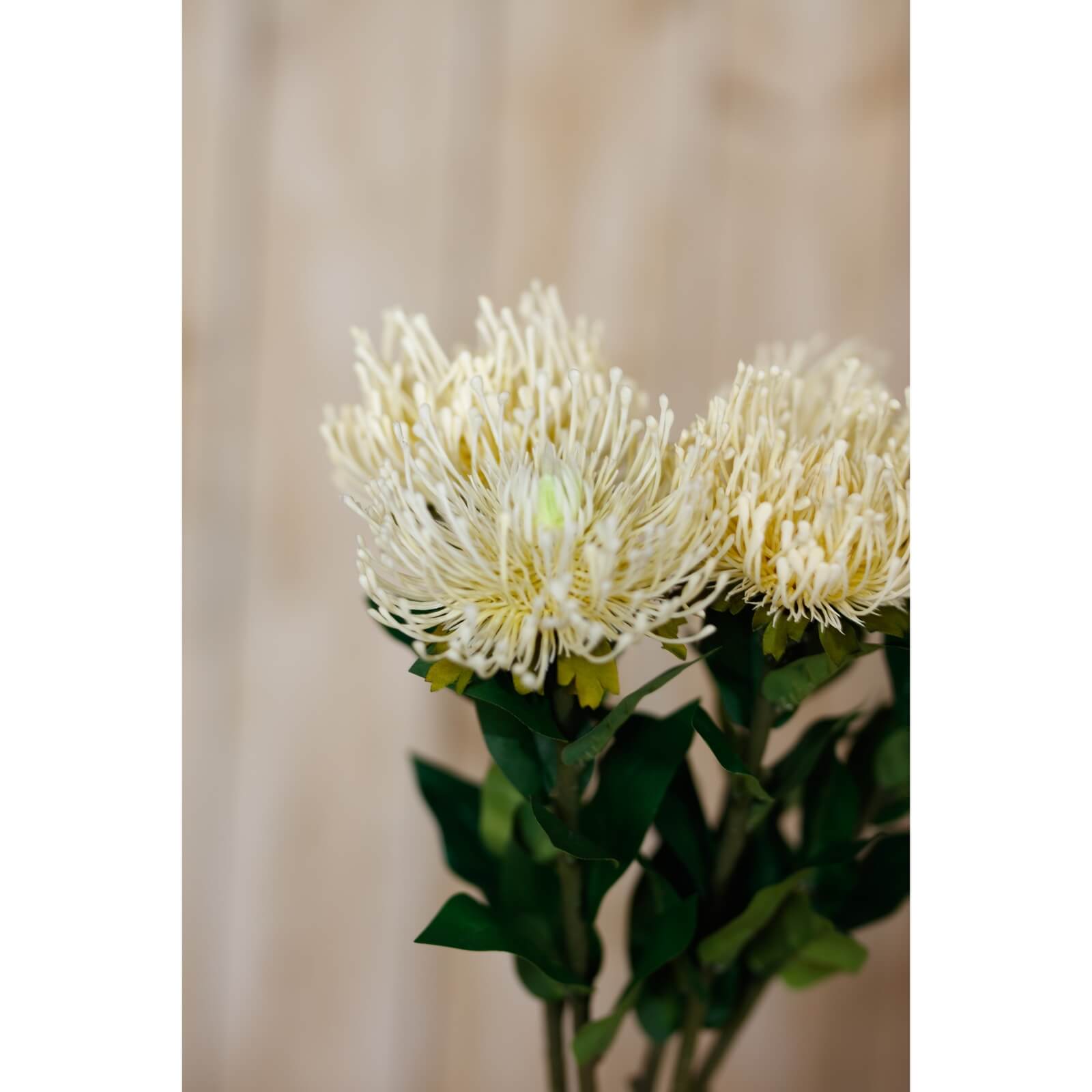 Cream Everlasting Protea Stem for Home Styling