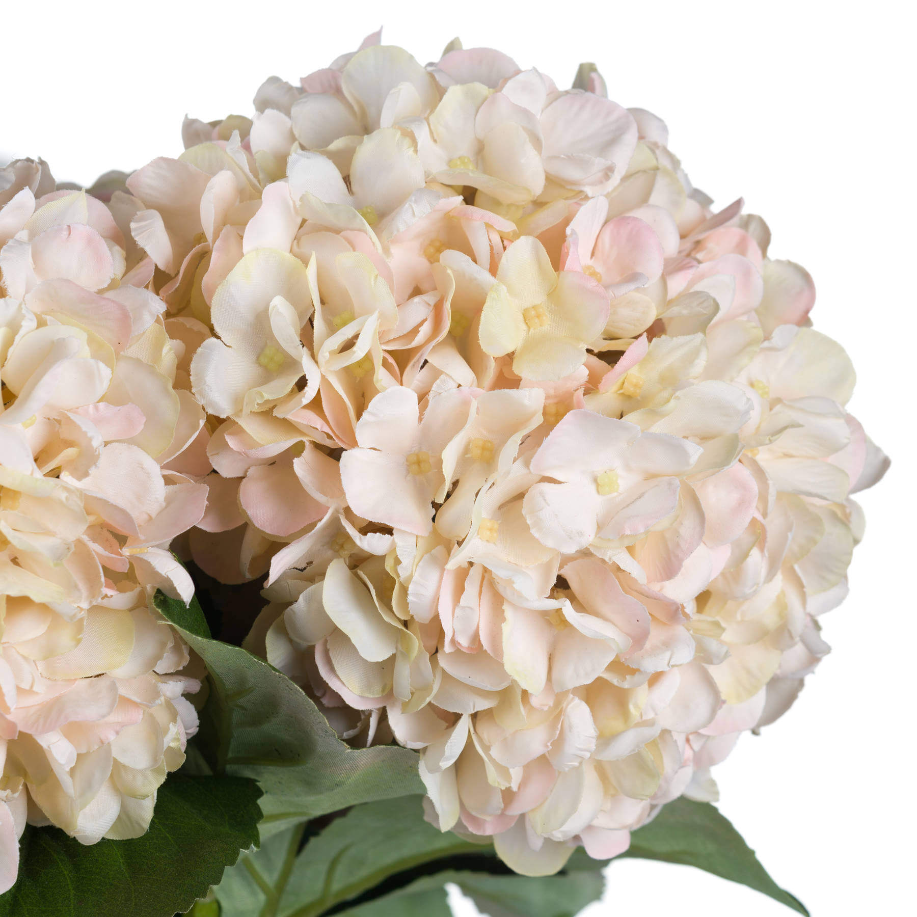 Autumn White Hydrangea Stem with Blush Tones