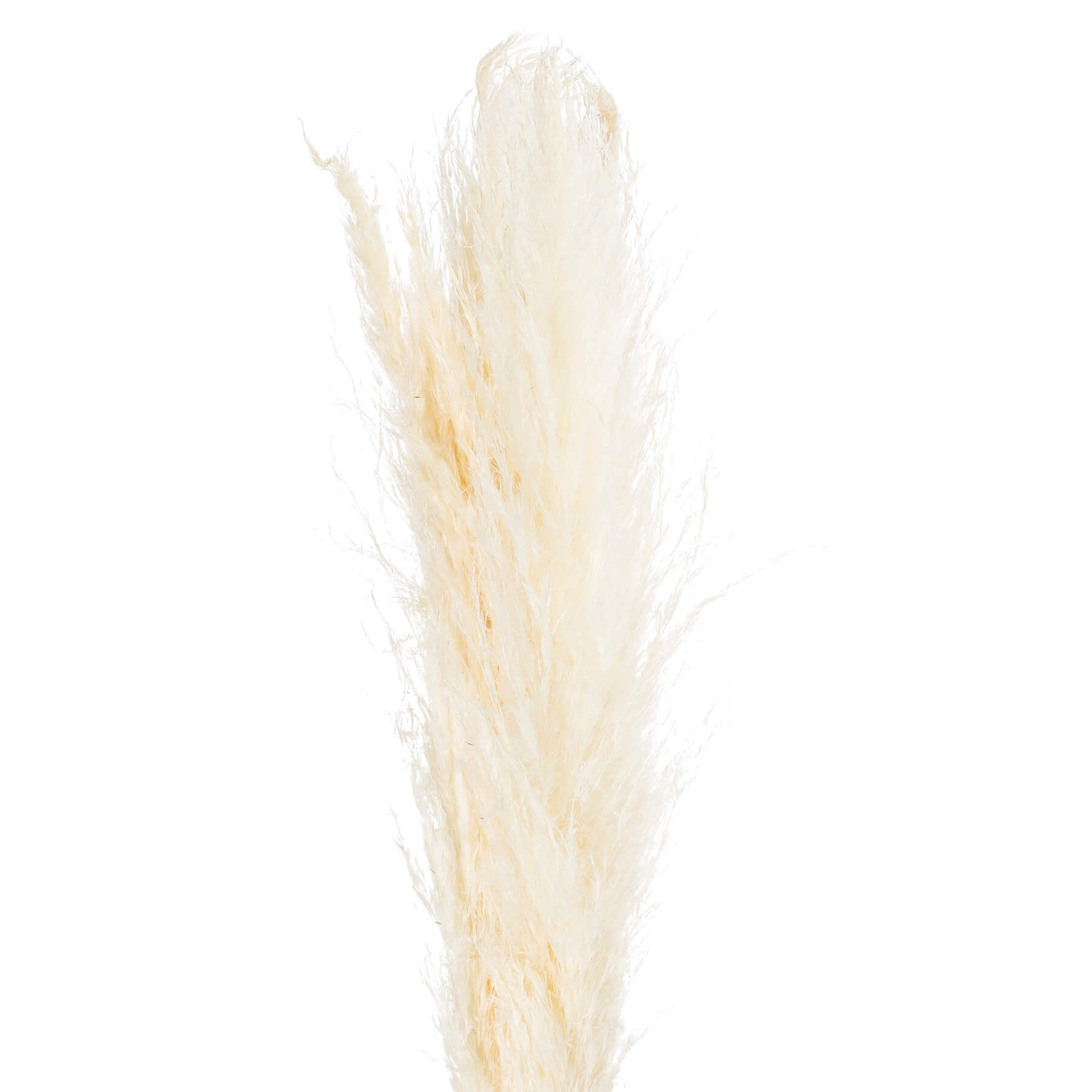 Cream Pampas Grass Stem Natural Boho Accent