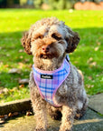 Adjustable Harness - Pink Tartan