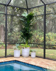 Golden Cane Artificial Palm Tree, 10'