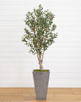 6’ Olive Tree in Stone Planter