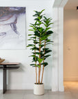 Artificial Fiddle Leaf Tree in White Planter - 7'