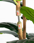 Artificial Fiddle Leaf Tree in White Planter - 7'