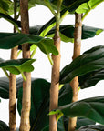 Artificial Fiddle Leaf Tree in White Planter - 7'