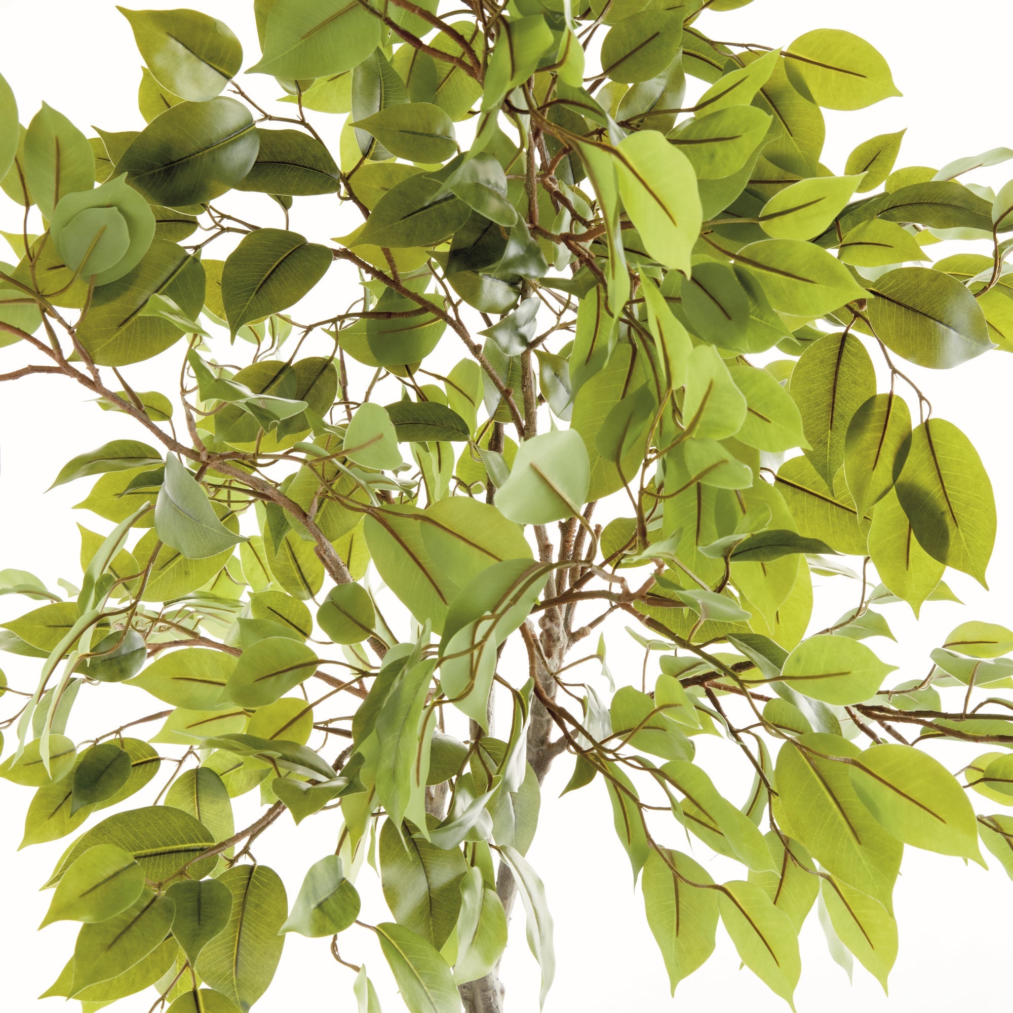 Ficus Tree Drop In 51"