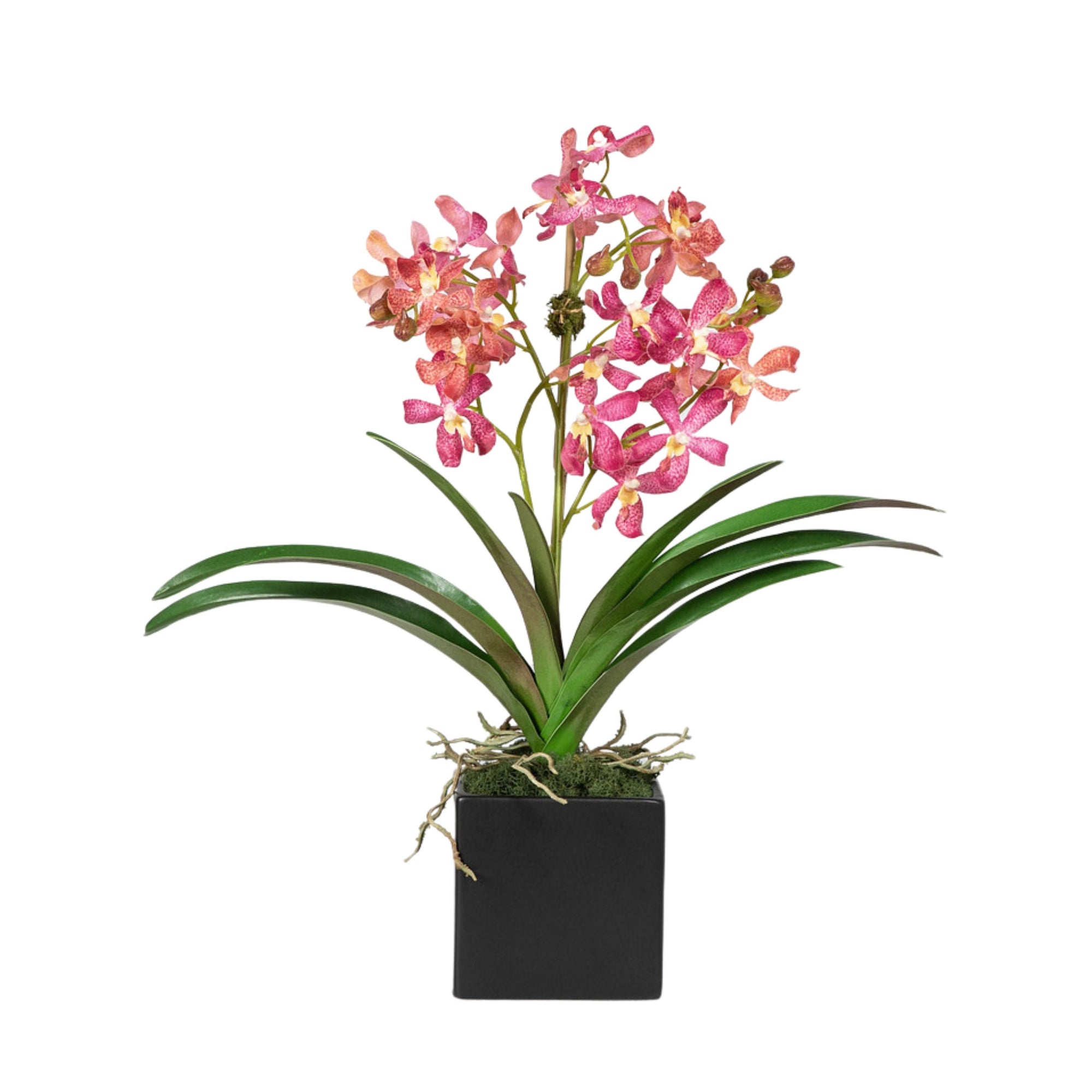 Pink Vanda Orchid Arrangement in Vase - 24"