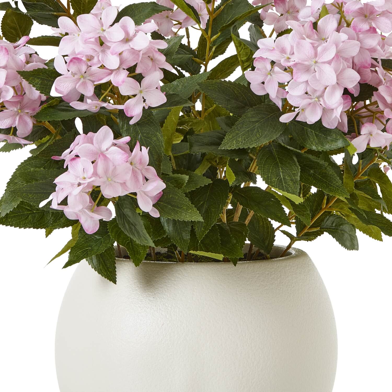 Lush Pink Hydrangea Plant in Pot