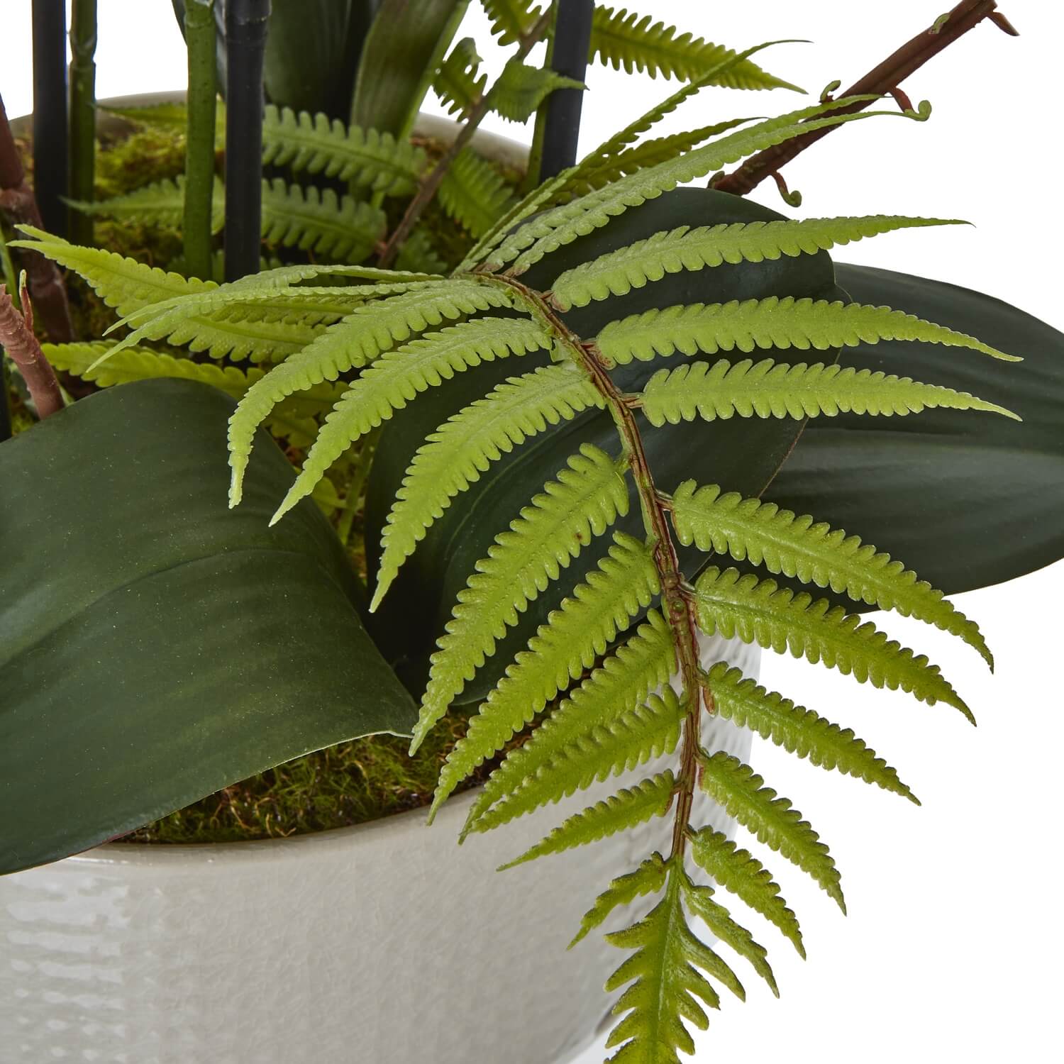 White Orchid in Ceramic Pot for Home Decor