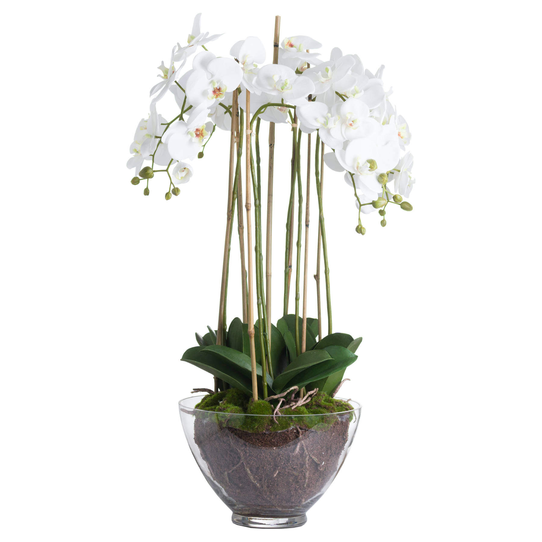 Large white faux orchid in clear glass pot, realistic blooms and roots, elegant home decor centerpiece by RoomLondon at brixbailey.com
