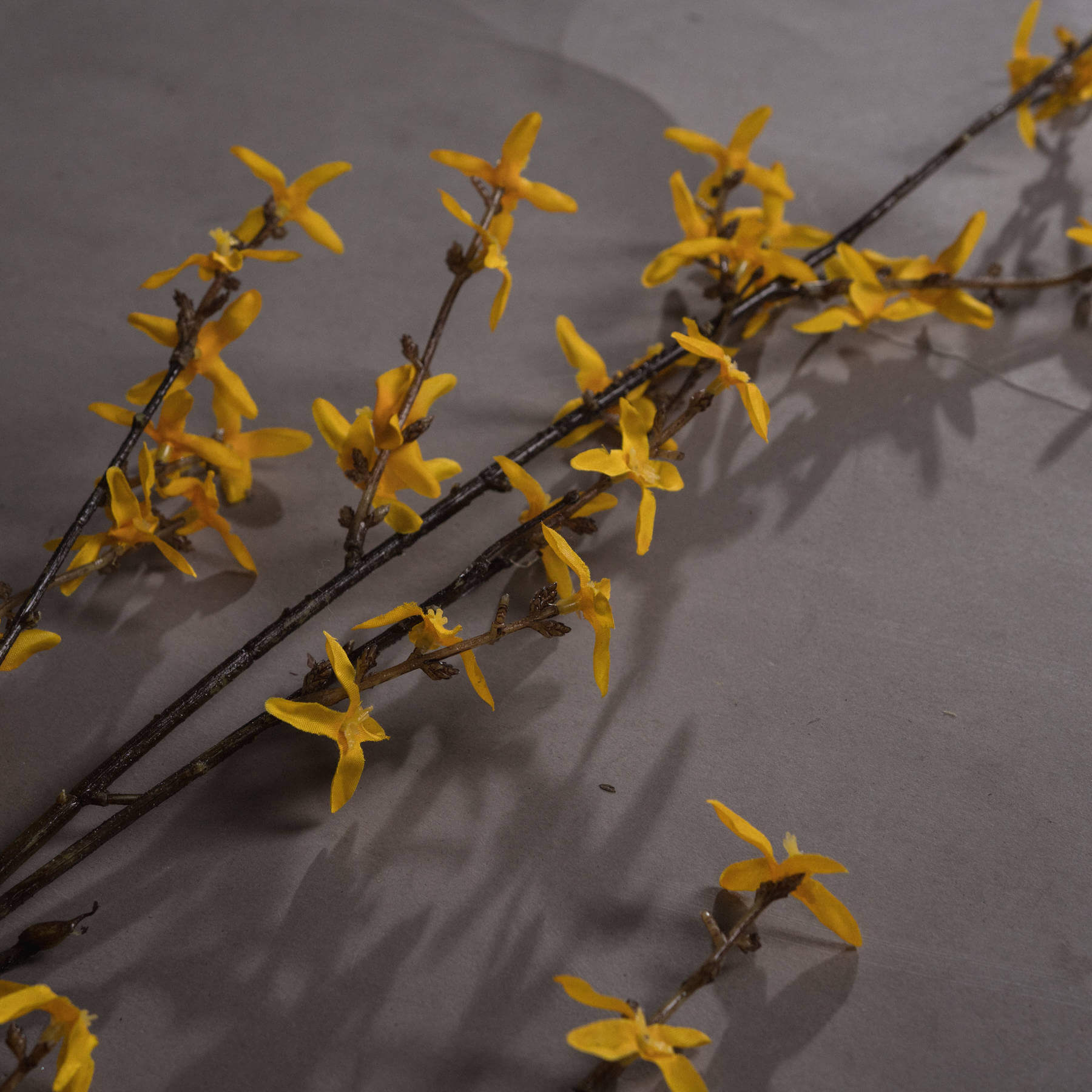 Blooming Forsythia | Bright Yellow Spring Flowers