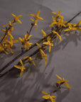 Blooming Forsythia | Bright Yellow Spring Flowers