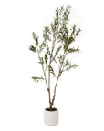Artificial Olive Tree 210cm in White Pot