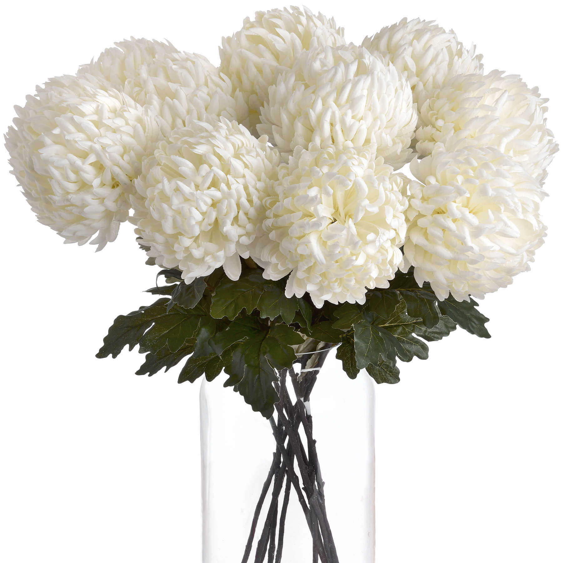 Premium White Chrysanthemum Blooms | Elegant &amp; Fresh
