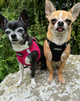 Tiny Trails Step In Air Mesh Puppy and Small Dog Harness Purple